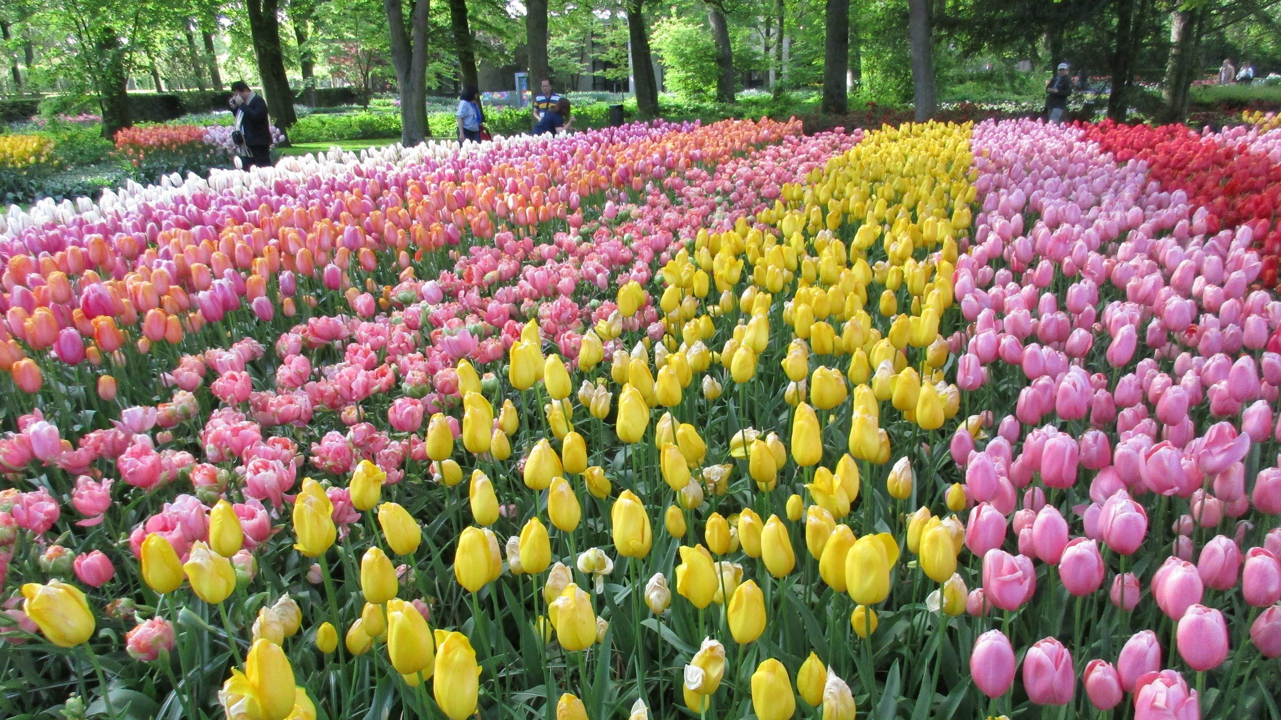 2019-05-14_Netherlands