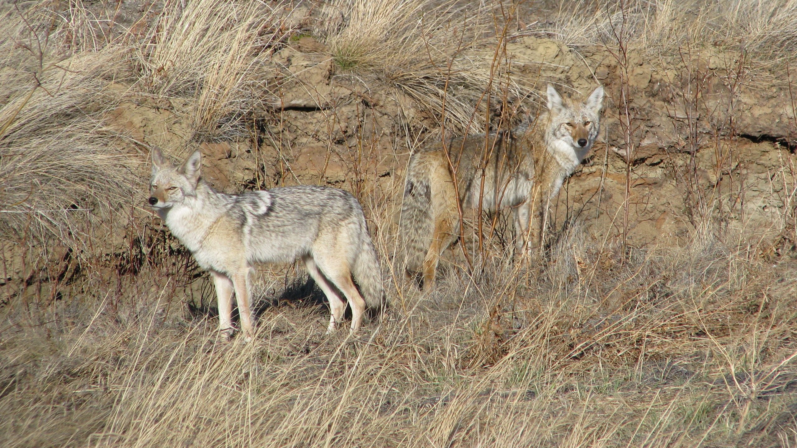 2010 - Coyotes near Haines Junction